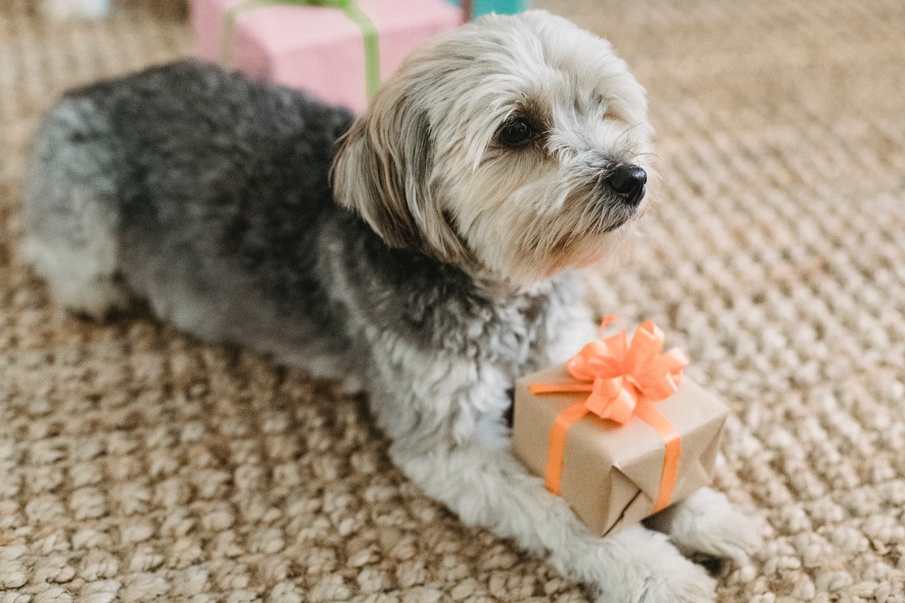 A small dog laying on the carpet, presenting a small gift box.